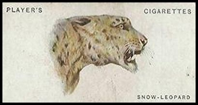 44 Snow Leopard